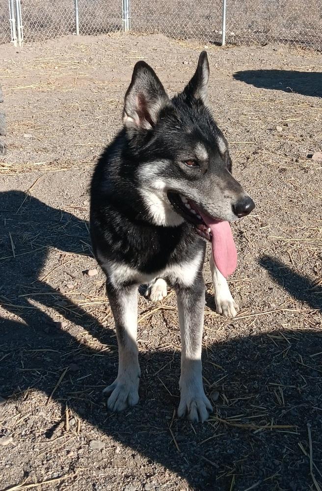 Enlarge Kiwi, a Adoptable mixed breed in Challis, ID image 6/6