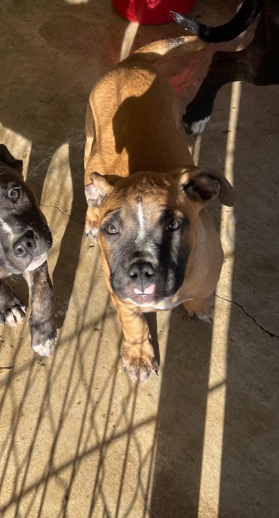 Portgas .D, Adoptable, Puppy Male Pit Bull Terrier.