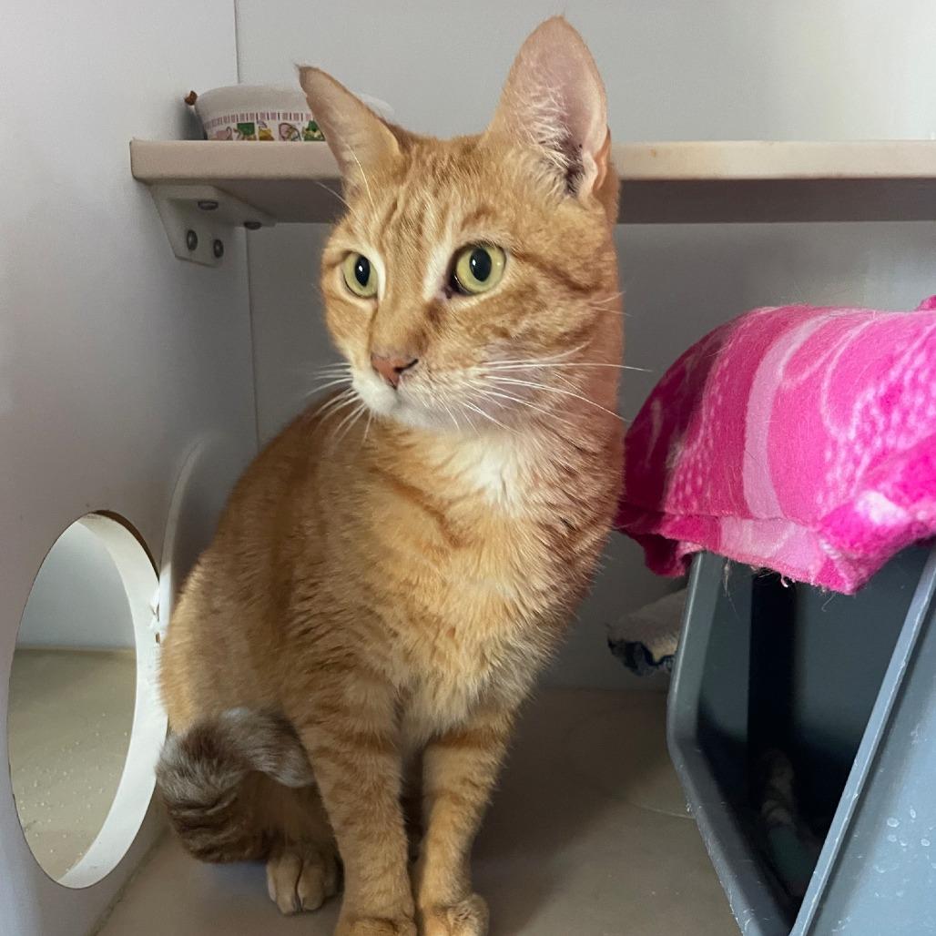 Sunshine, Adoptable, Senior Male Domestic Short Hair.