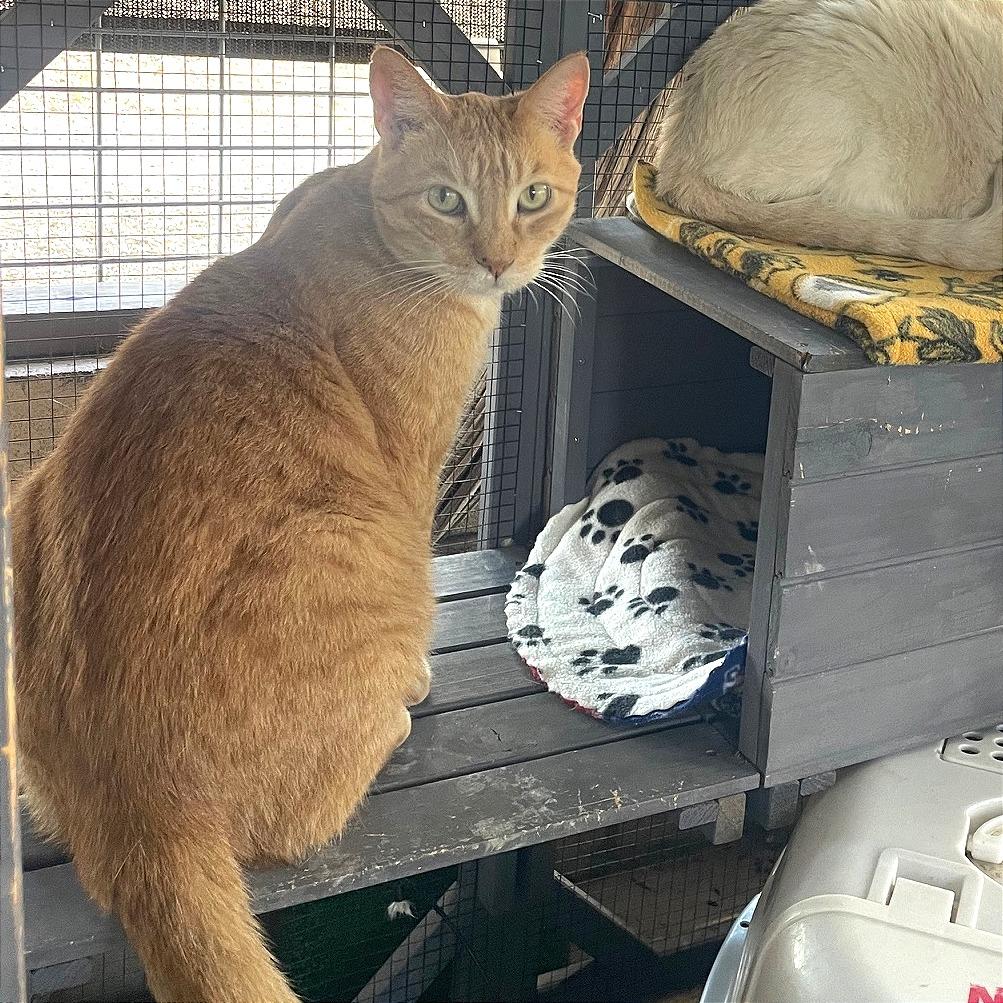 Sunshine, a Adoptable Domestic Short Hair in Prescott, AZ image 2/5