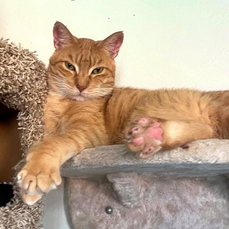 Sunshine, a Adoptable Domestic Short Hair in Prescott, AZ image 4/5