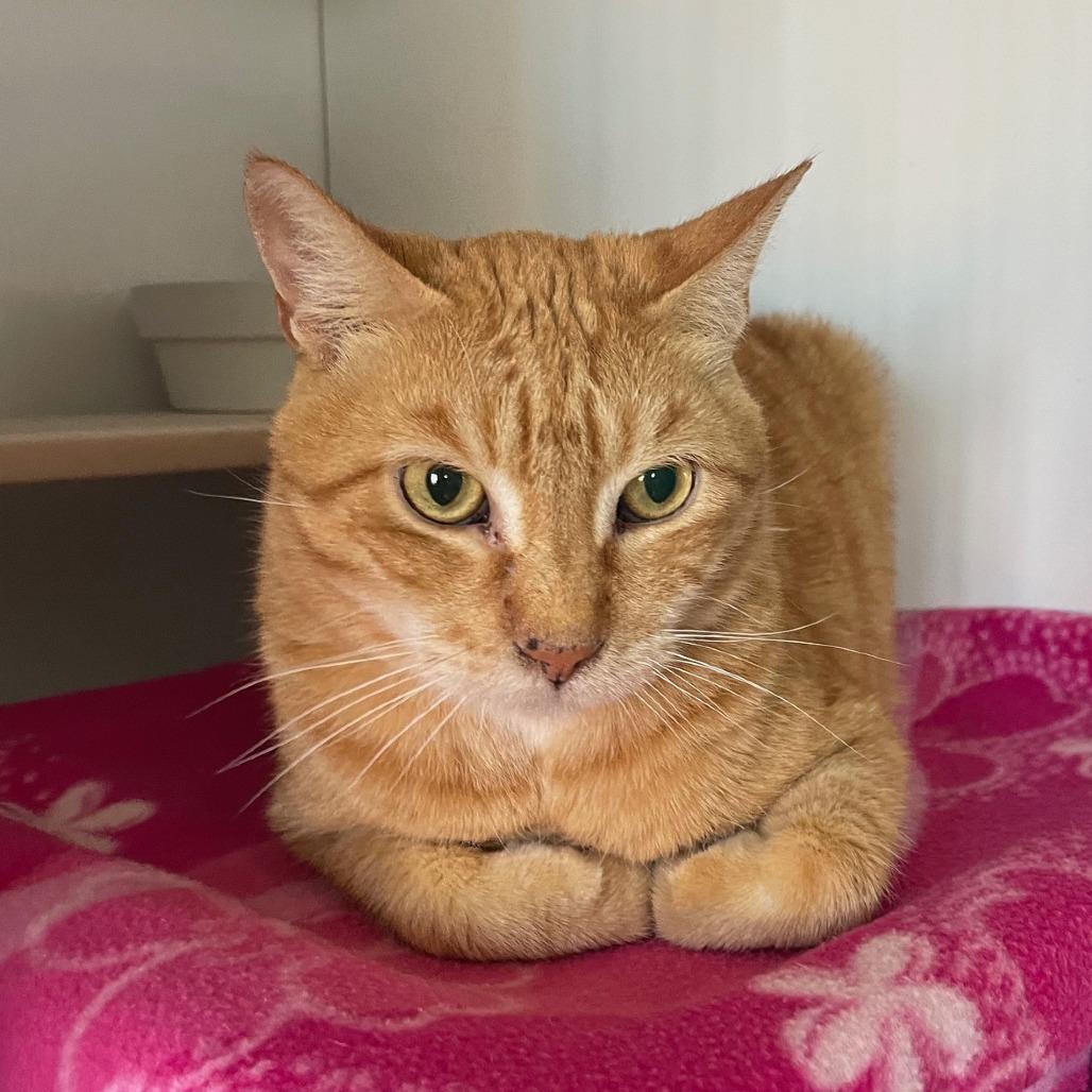 Sunshine, a Adoptable Domestic Short Hair in Prescott, AZ image 5/5