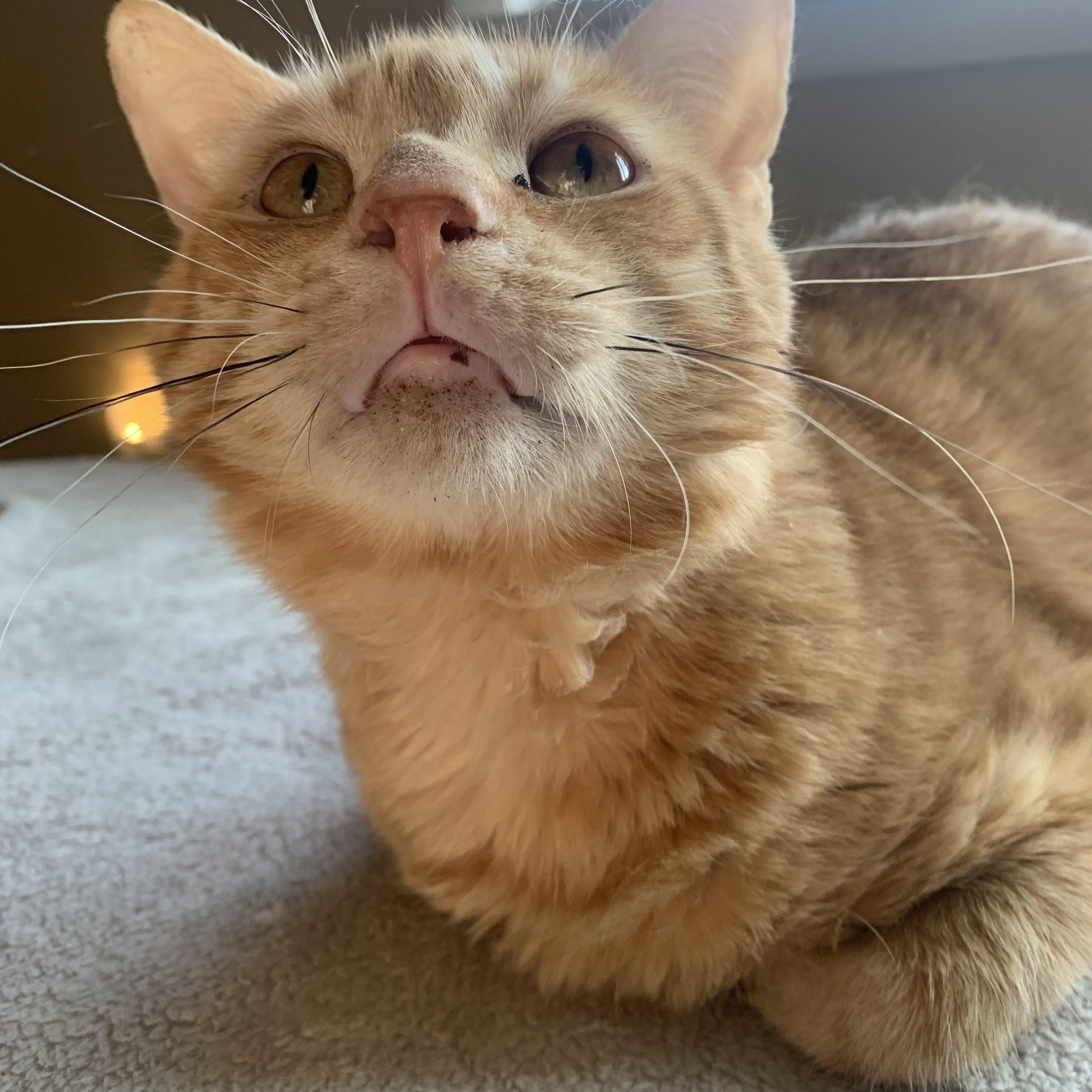 Enlarge Laro Benz, a Adoptable Domestic Short Hair in Buffalo, NY image 1/5