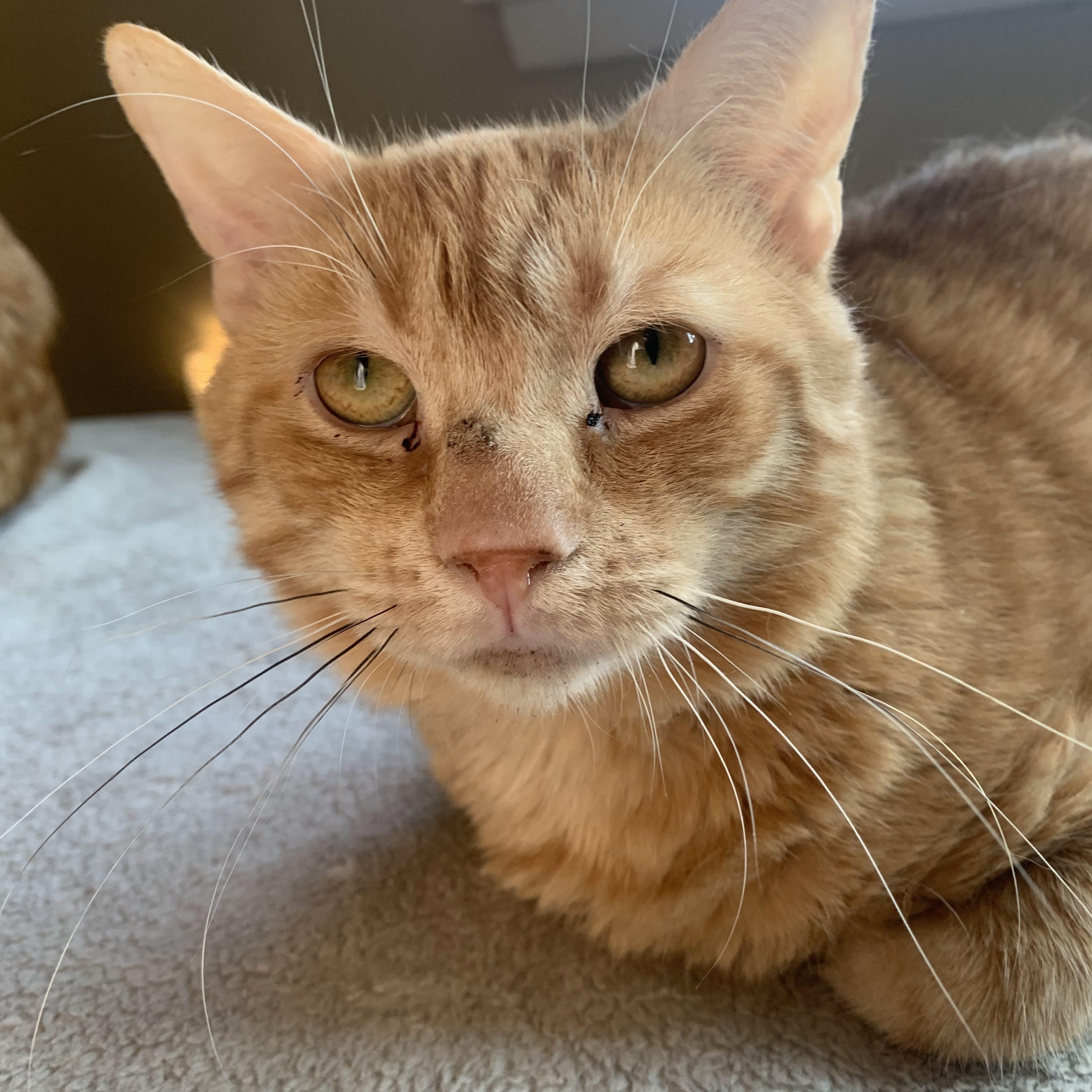 Enlarge Laro Benz, a Adoptable Domestic Short Hair in Buffalo, NY image 2/5