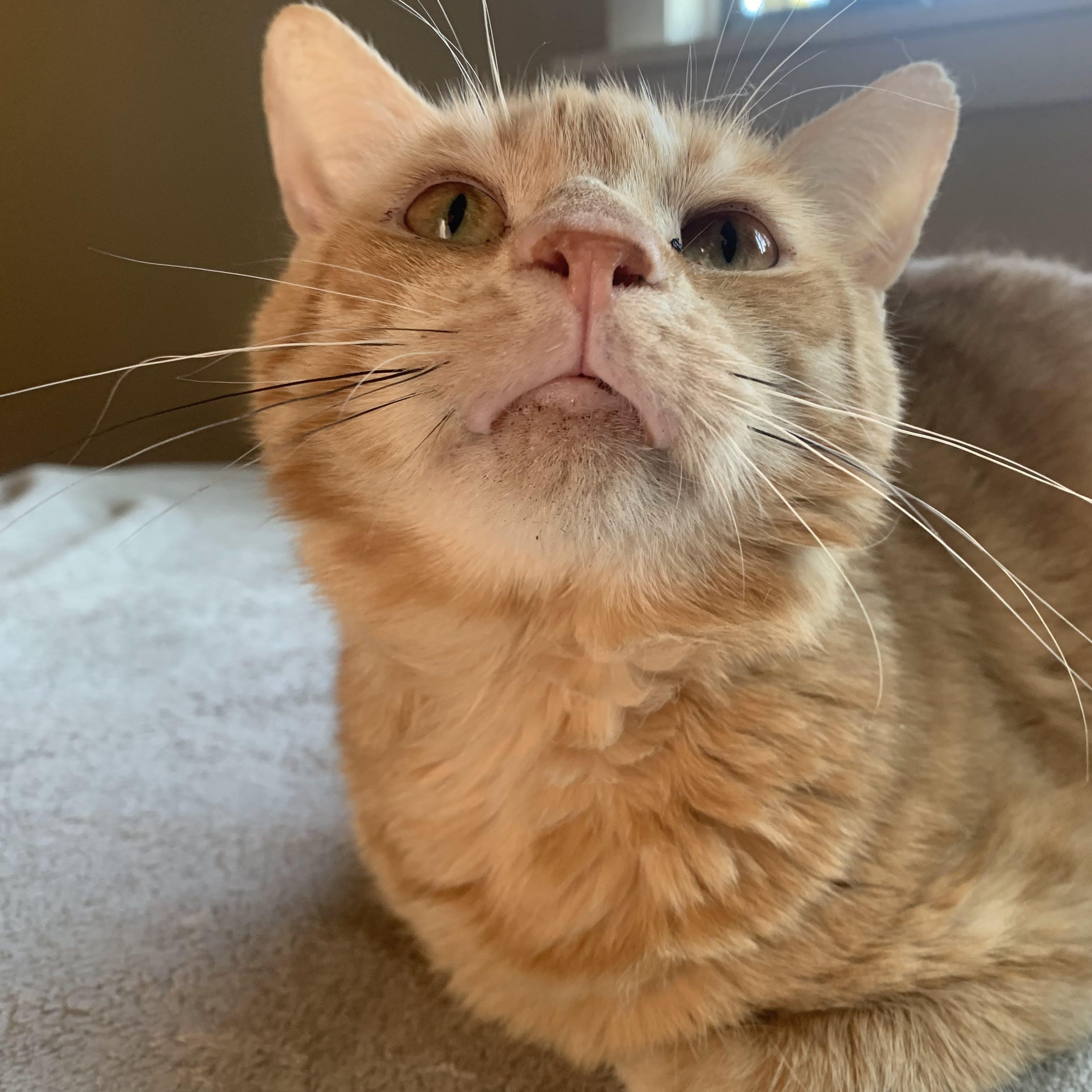 Enlarge Laro Benz, a Adoptable Domestic Short Hair in Buffalo, NY image 3/5