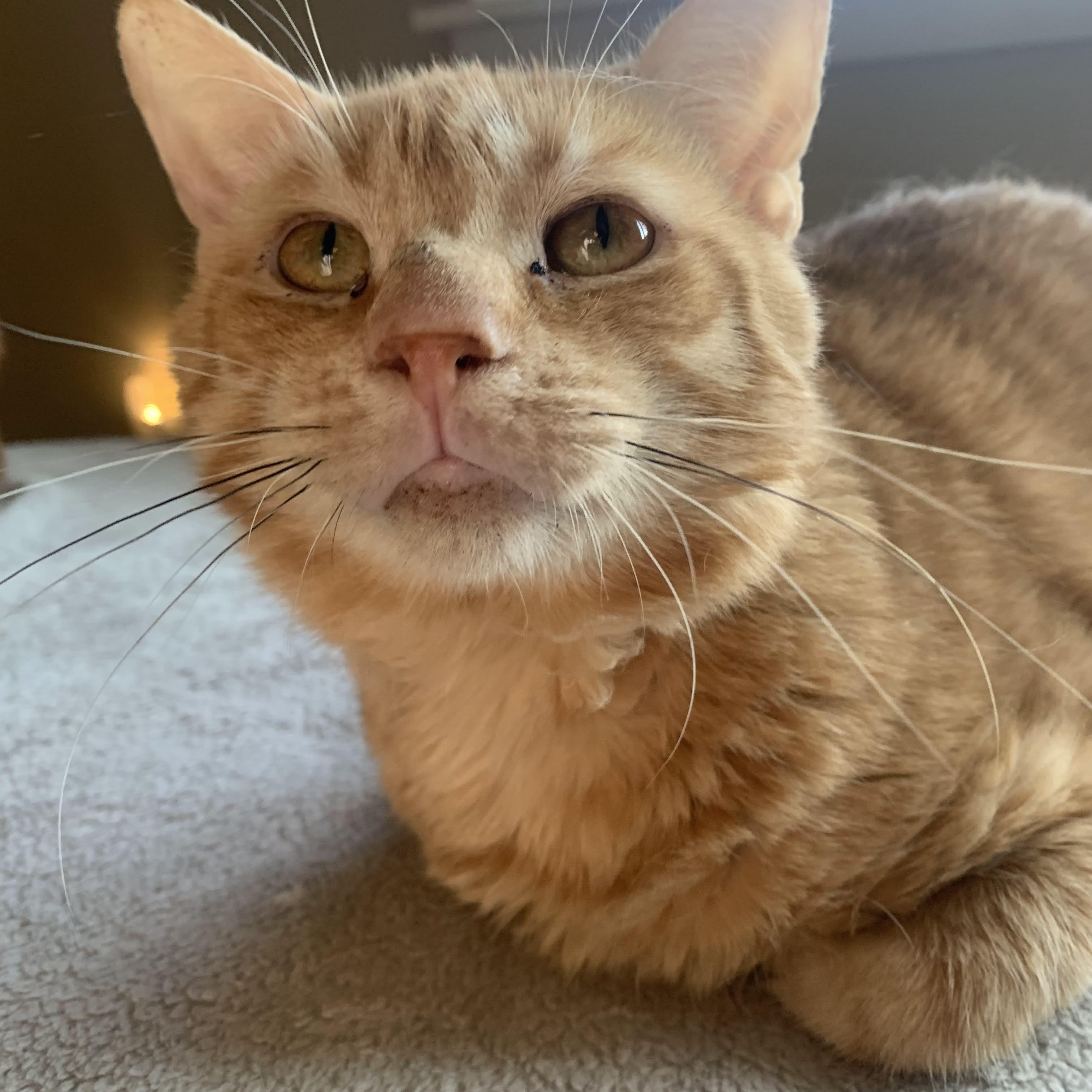 Enlarge Laro Benz, a Adoptable Domestic Short Hair in Buffalo, NY image 4/5