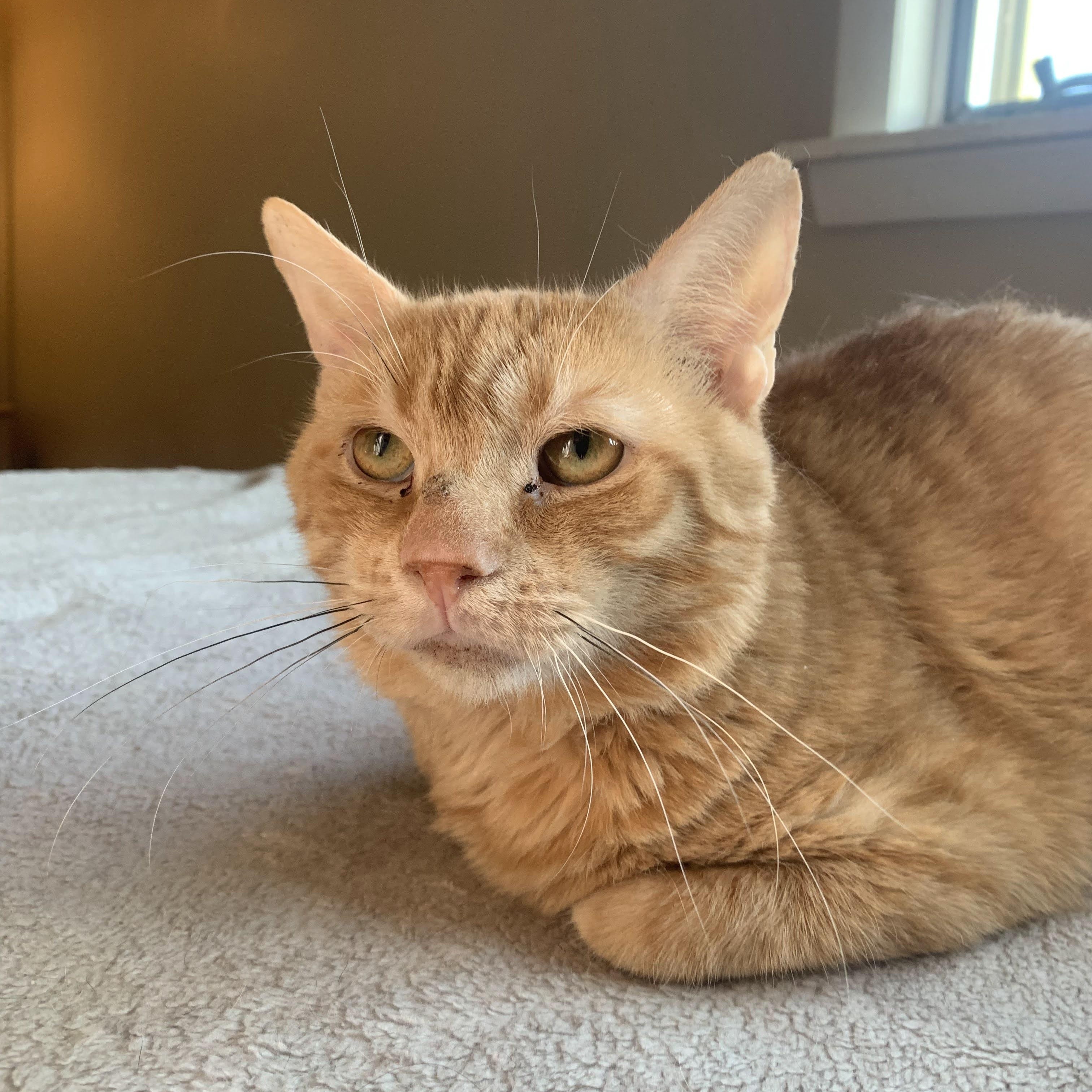 Enlarge Laro Benz, a Adoptable Domestic Short Hair in Buffalo, NY image 5/5