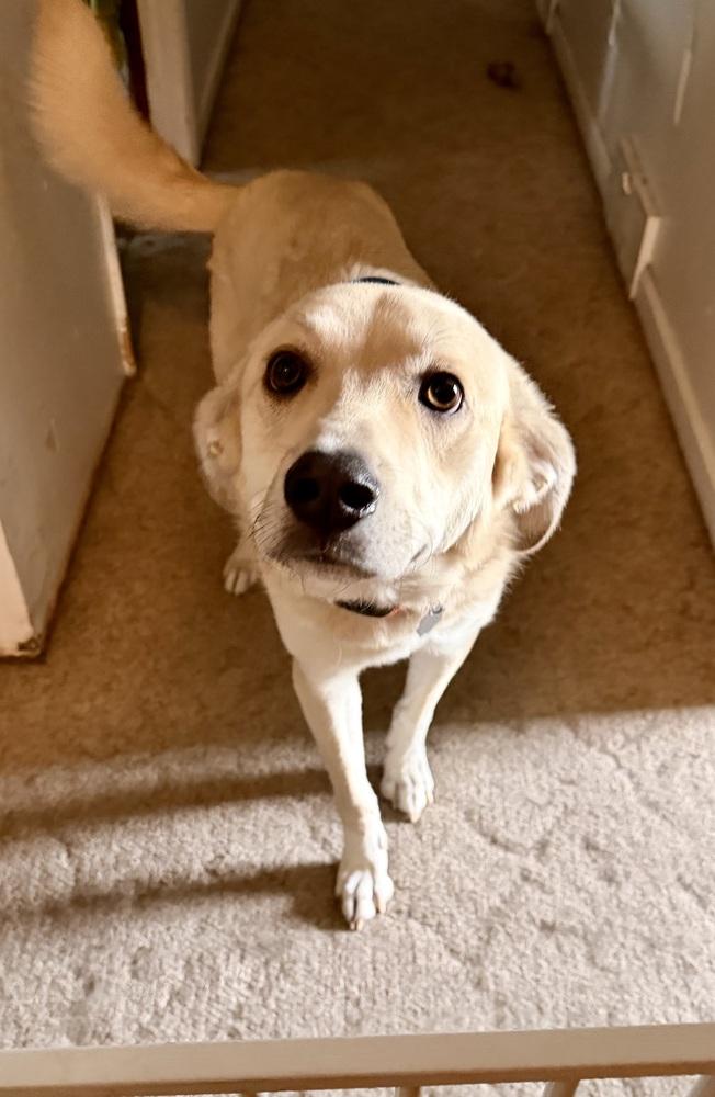 Aero (Waffle), Adoptable, Adult Male Great Pyrenees.