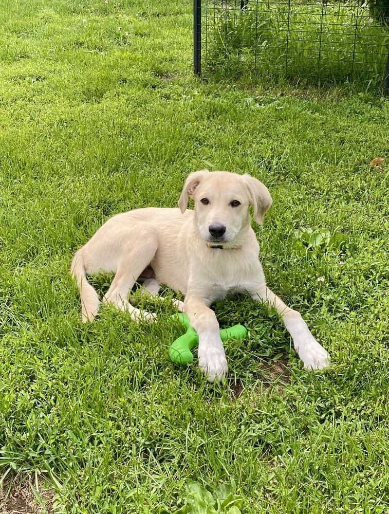 Aero (Waffle), a Adoptable mixed breed in Deerfield, WI image 2/6