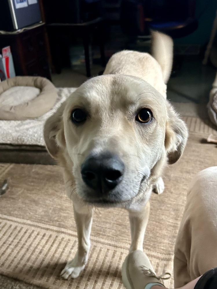 Aero (Waffle), a Adoptable mixed breed in Deerfield, WI image 3/6