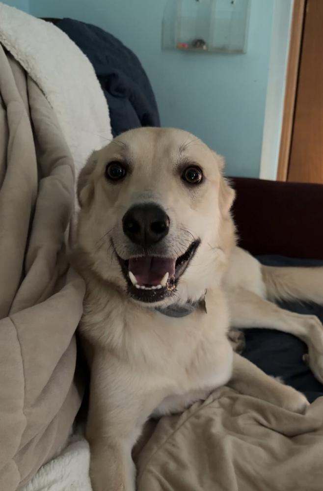 Aero (Waffle), a Adoptable mixed breed in Deerfield, WI image 4/6