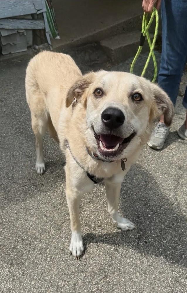 Enlarge Aero (Waffle), a Adoptable mixed breed in Deerfield, WI image 4/6