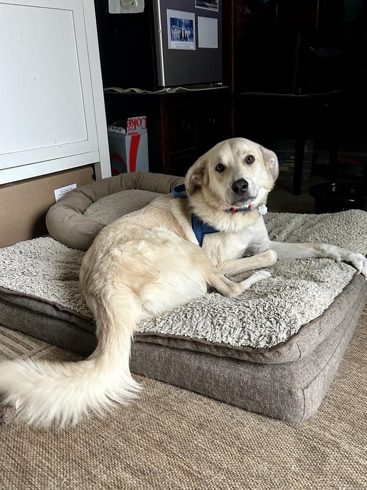 Aero (Waffle), a Adoptable mixed breed in Deerfield, WI image 6/6