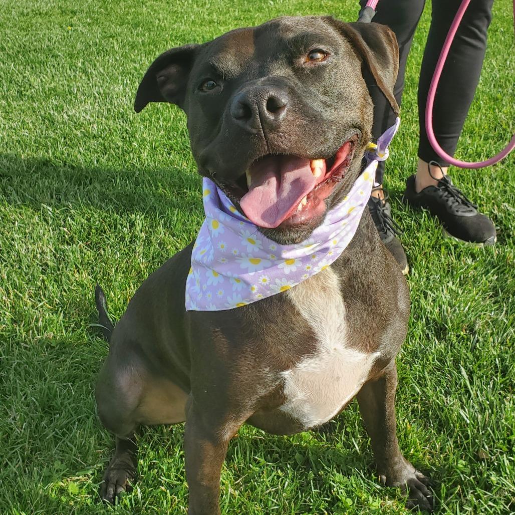 Pop Tart, Adoptable, Adult Female Labrador Retriever & Staffordshire Bull Terrier.