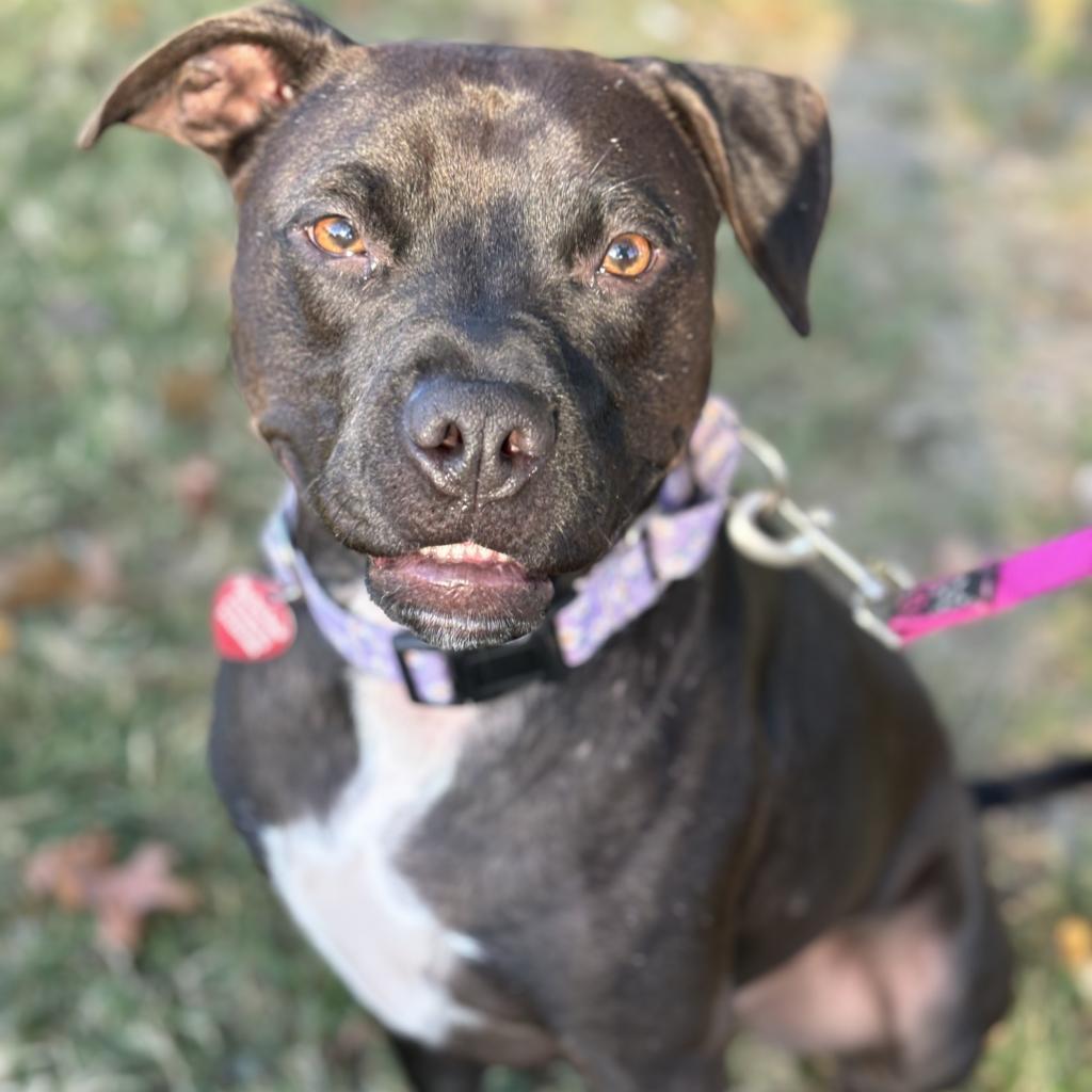 Pop Tart, Adoptable, Adult Female Labrador Retriever & Staffordshire Bull Terrier.