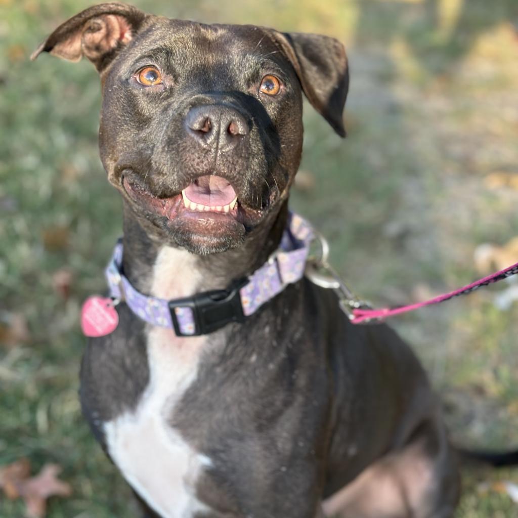 Pop Tart, a Adoptable mixed breed in St. Peters, MO image 2/6