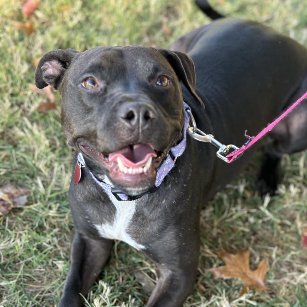 Pop Tart, a Adoptable mixed breed in St. Peters, MO image 3/6
