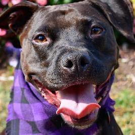 Pop Tart, a Adoptable mixed breed in St. Peters, MO image 4/6