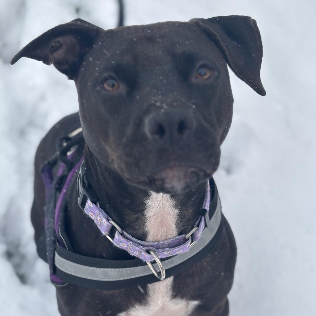 Pop Tart, a Adoptable mixed breed in St. Peters, MO image 5/6