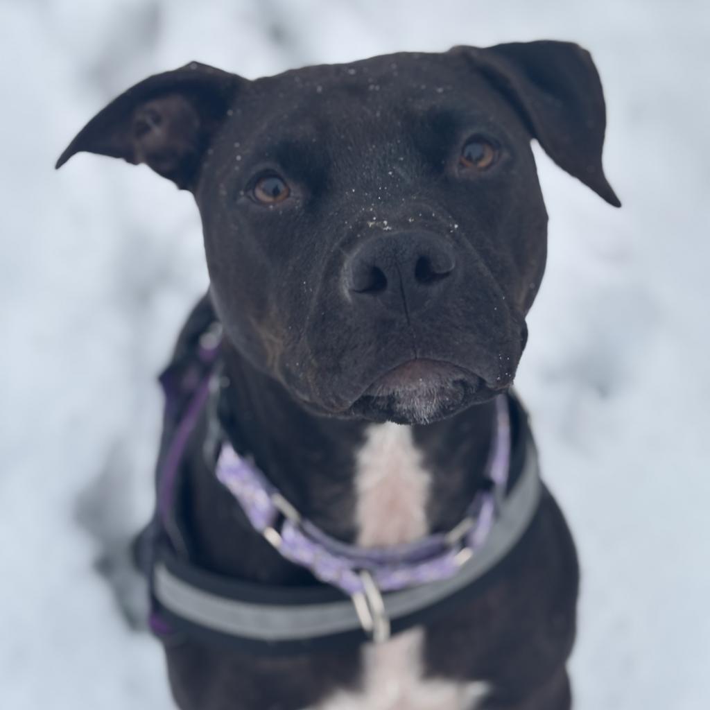 Pop Tart, a Adoptable mixed breed in St. Peters, MO image 6/6