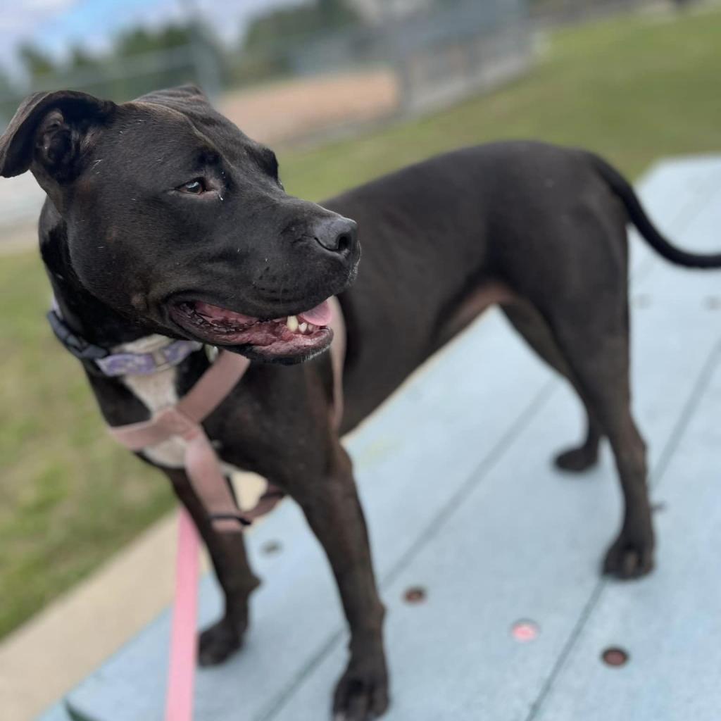 Enlarge Pop Tart, a Adoptable mixed breed in St. Peters, MO image 6/6