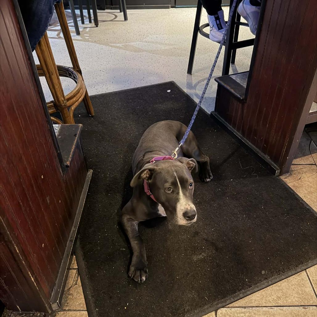 Queenie, Adoptable, Young Female Labrador Retriever & Boxer.