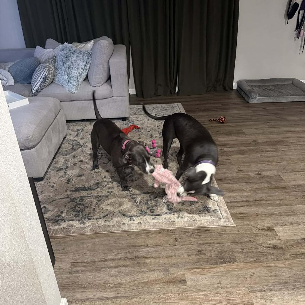 Queenie, a Adoptable mixed breed in Sarasota, FL image 2/6