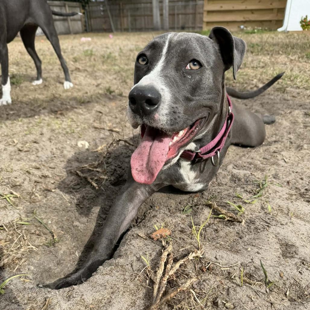 Queenie, a Adoptable mixed breed in Sarasota, FL image 3/6