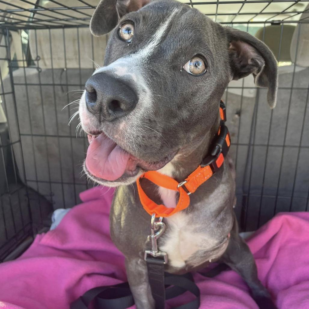 Queenie, a Adoptable mixed breed in Sarasota, FL image 4/6