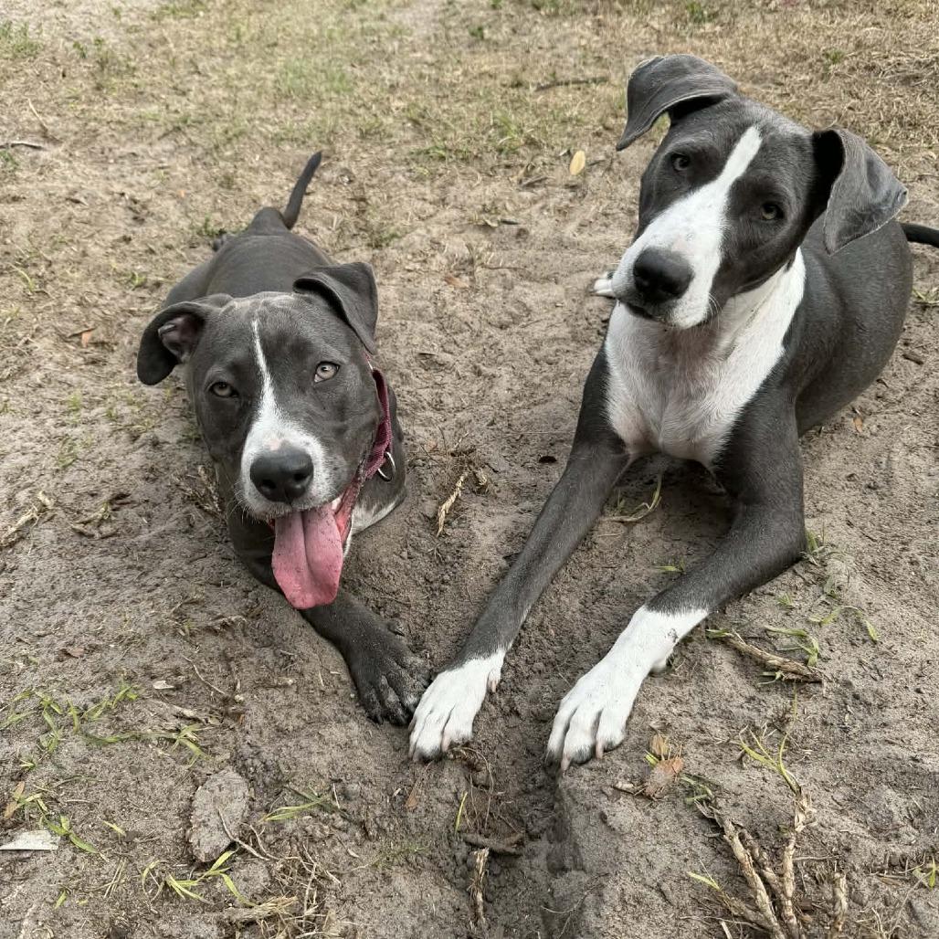 Queenie, a Adoptable mixed breed in Sarasota, FL image 6/6