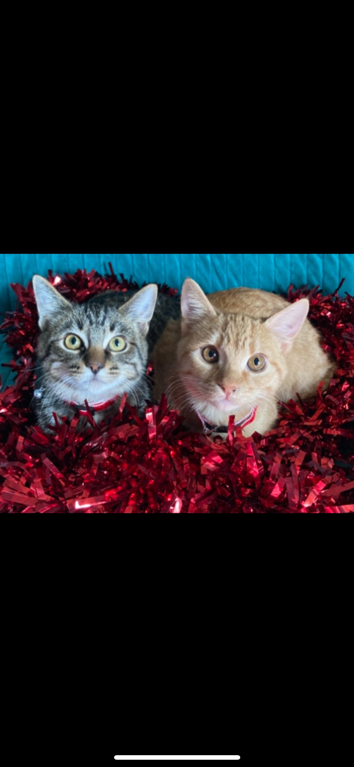 Dash & Chico, ADOPTABLE, Kitten Male Domestic Short Hair.