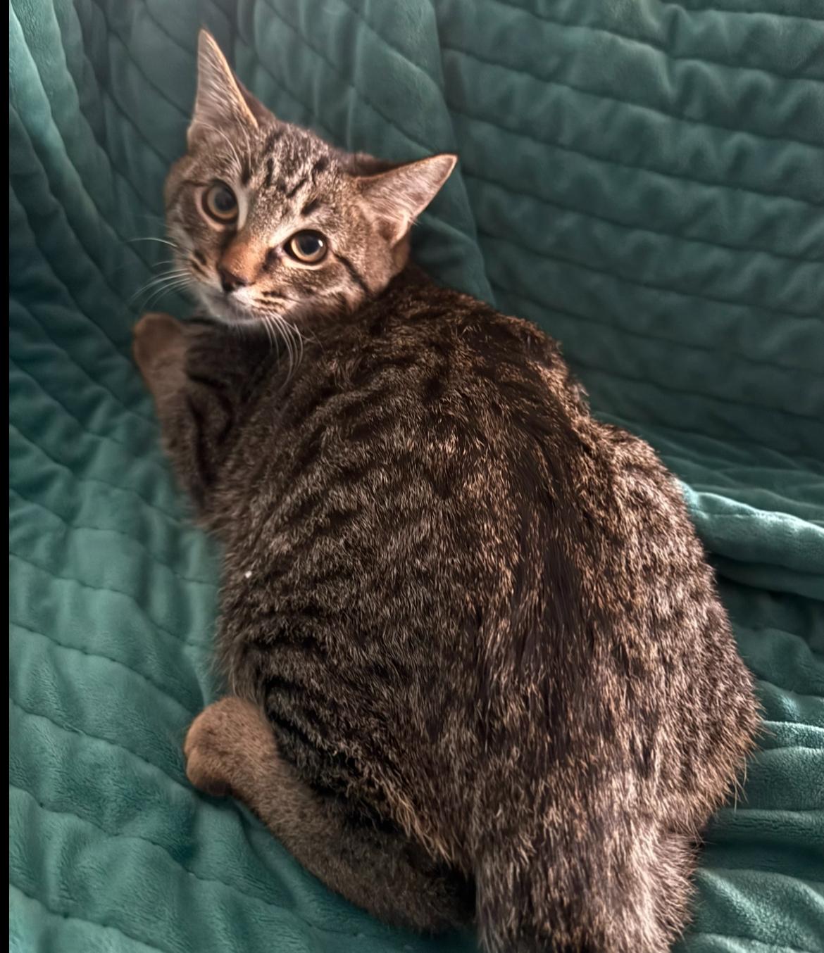 Enlarge Dash & Chico, a ADOPTABLE Domestic Short Hair in Gilbert, AZ image 2/4