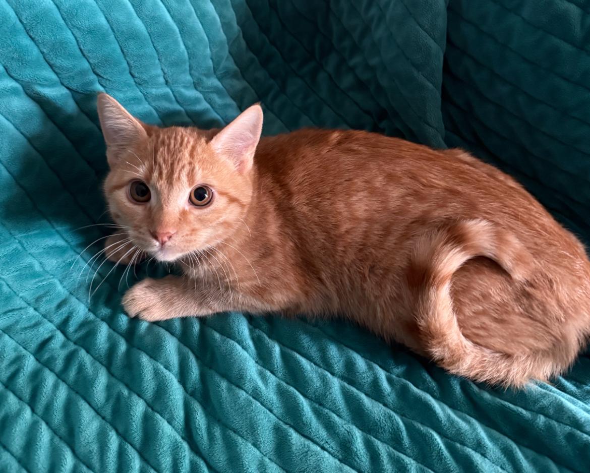 Enlarge Dash & Chico, a ADOPTABLE Domestic Short Hair in Gilbert, AZ image 3/4