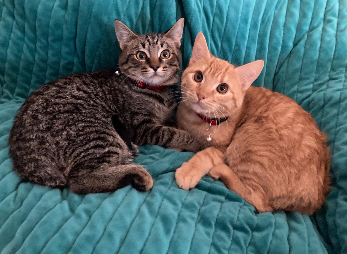 Enlarge Dash & Chico, a ADOPTABLE Domestic Short Hair in Gilbert, AZ image 4/4