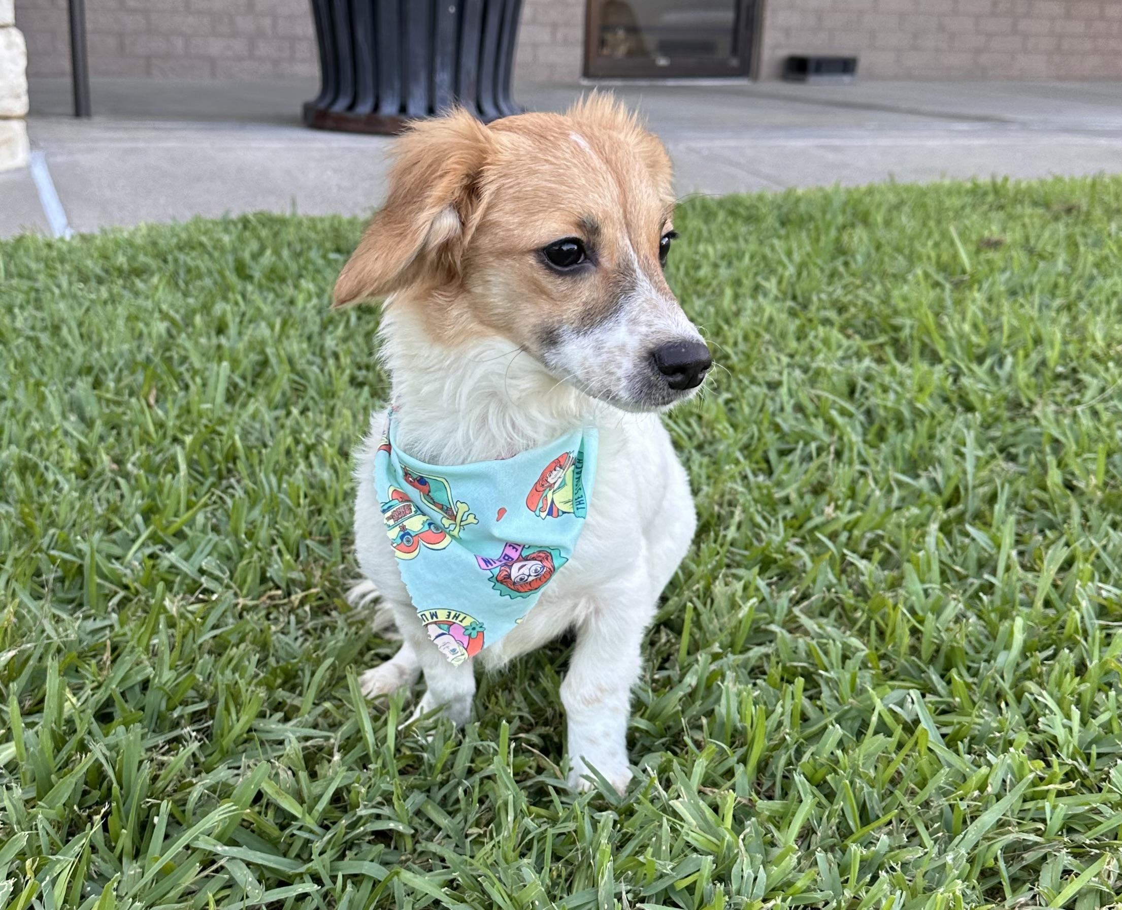 Ariel, Adopted, Puppy Female Dachshund & Cavalier King Charles Spaniel.