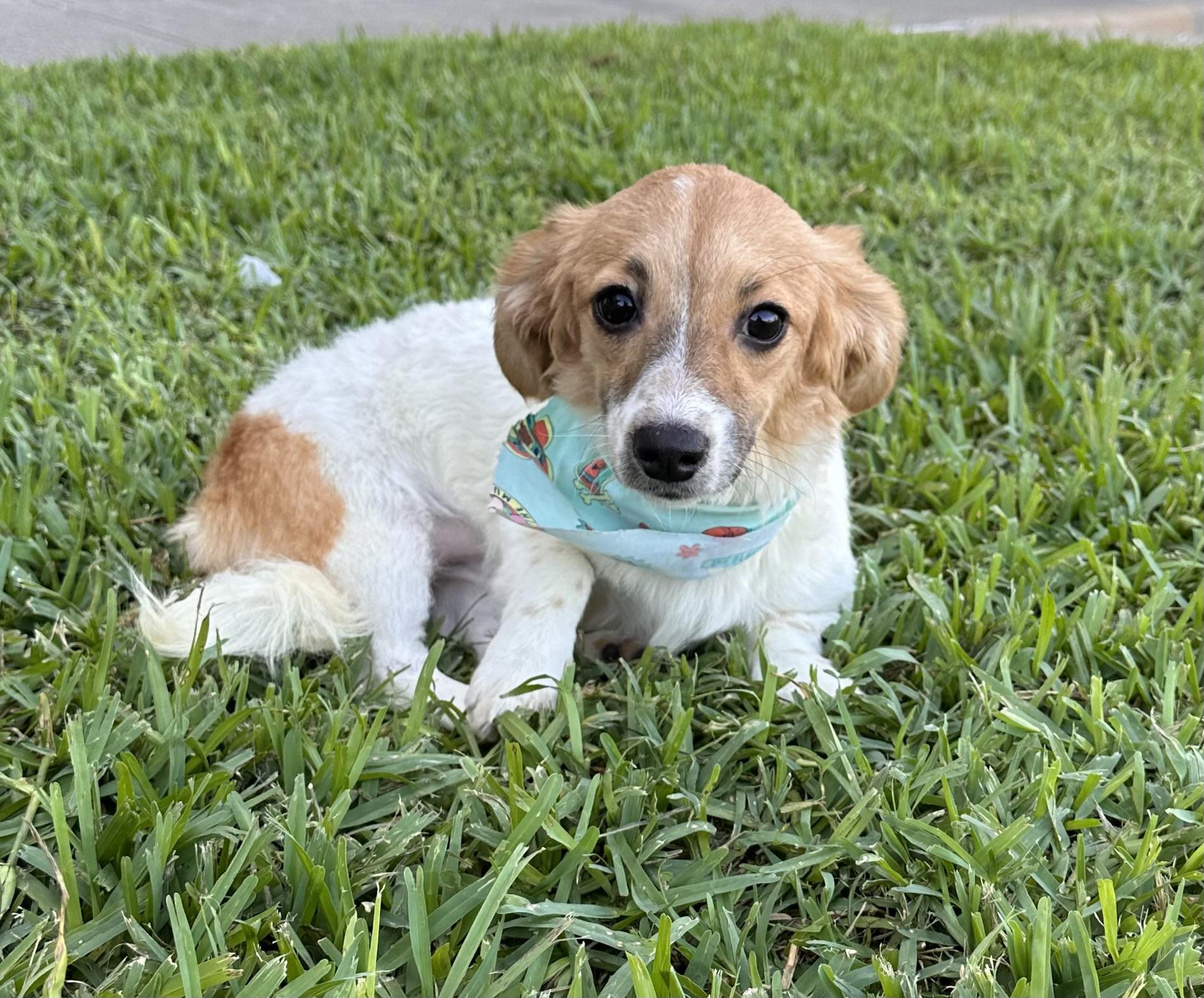 Enlarge Ariel, a Adopted mixed breed in Southlake, TX image 2/3