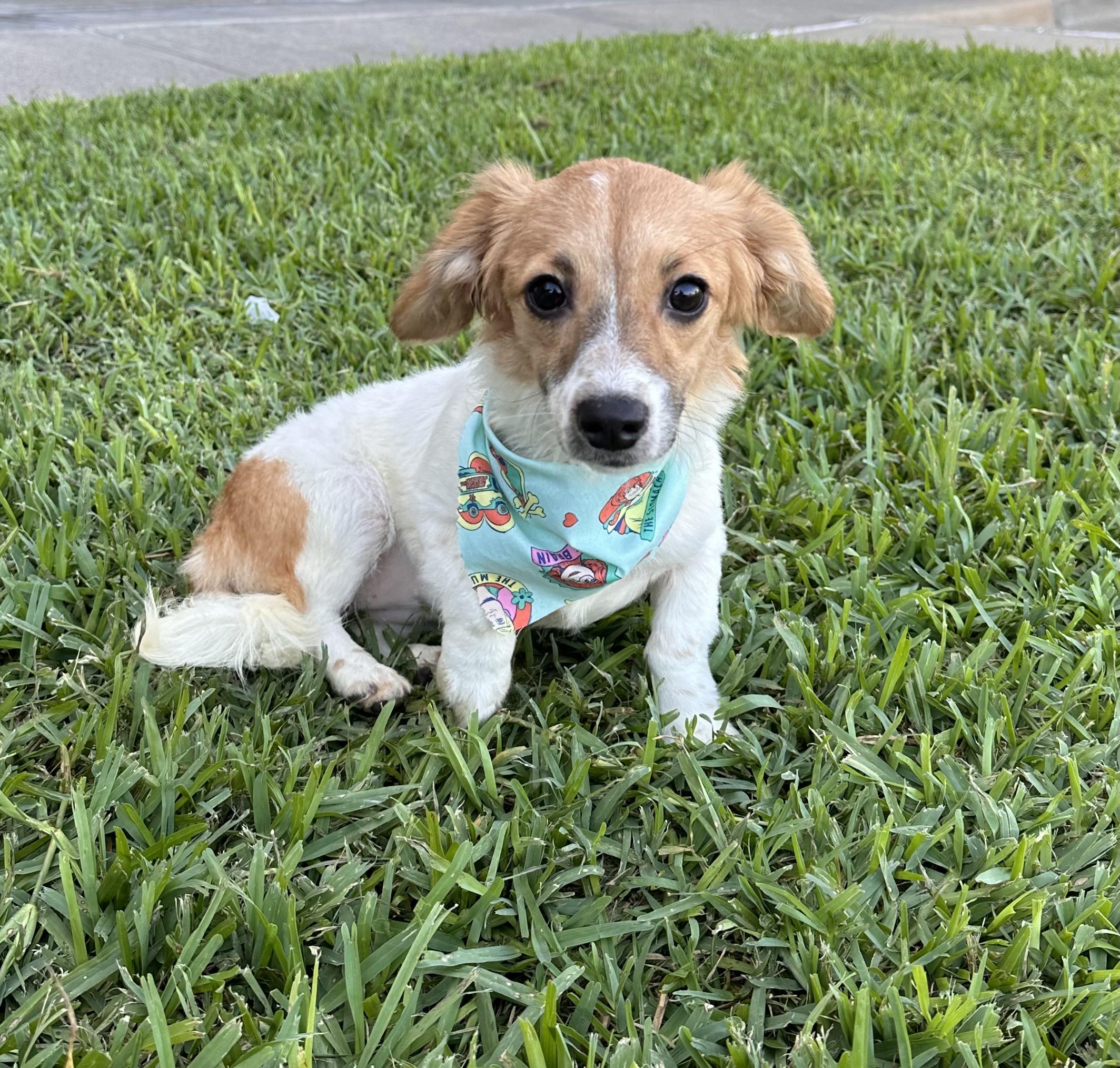 Enlarge Ariel, a Adopted mixed breed in Southlake, TX image 3/3