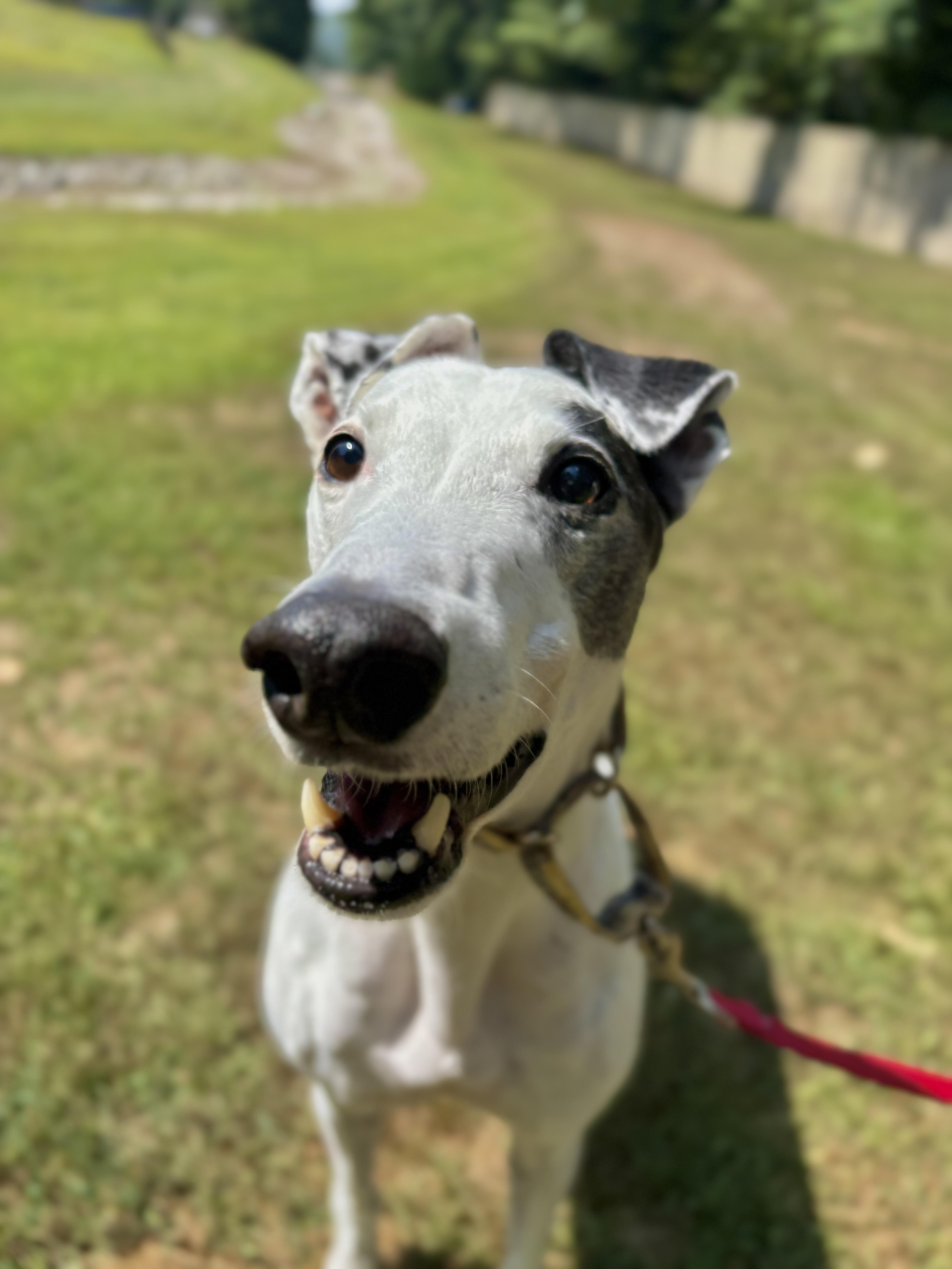 Teddy, Adoptable, Senior Male Greyhound.