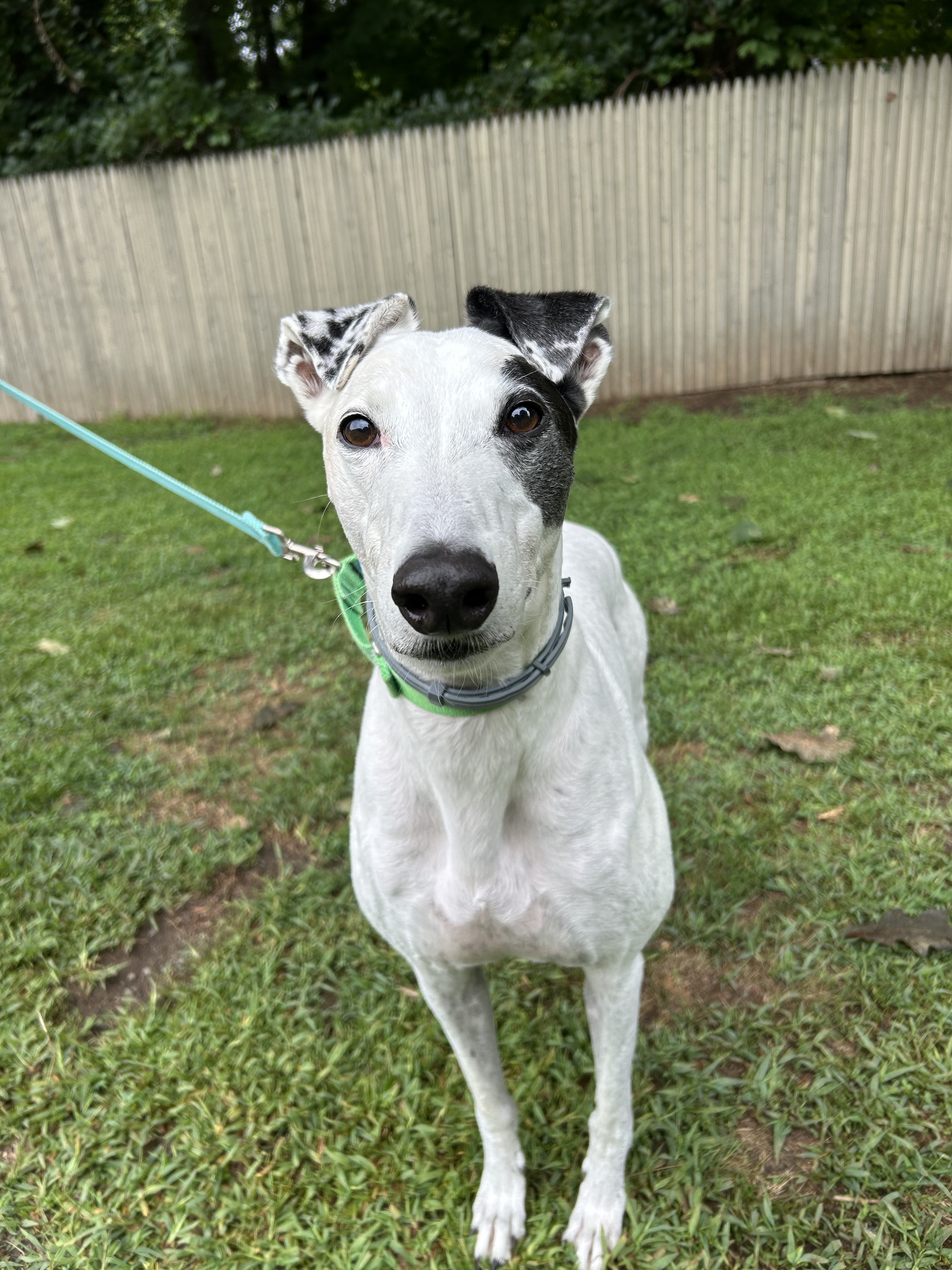 Teddy, a Adoptable Greyhound in Swanzey, NH image 4/5