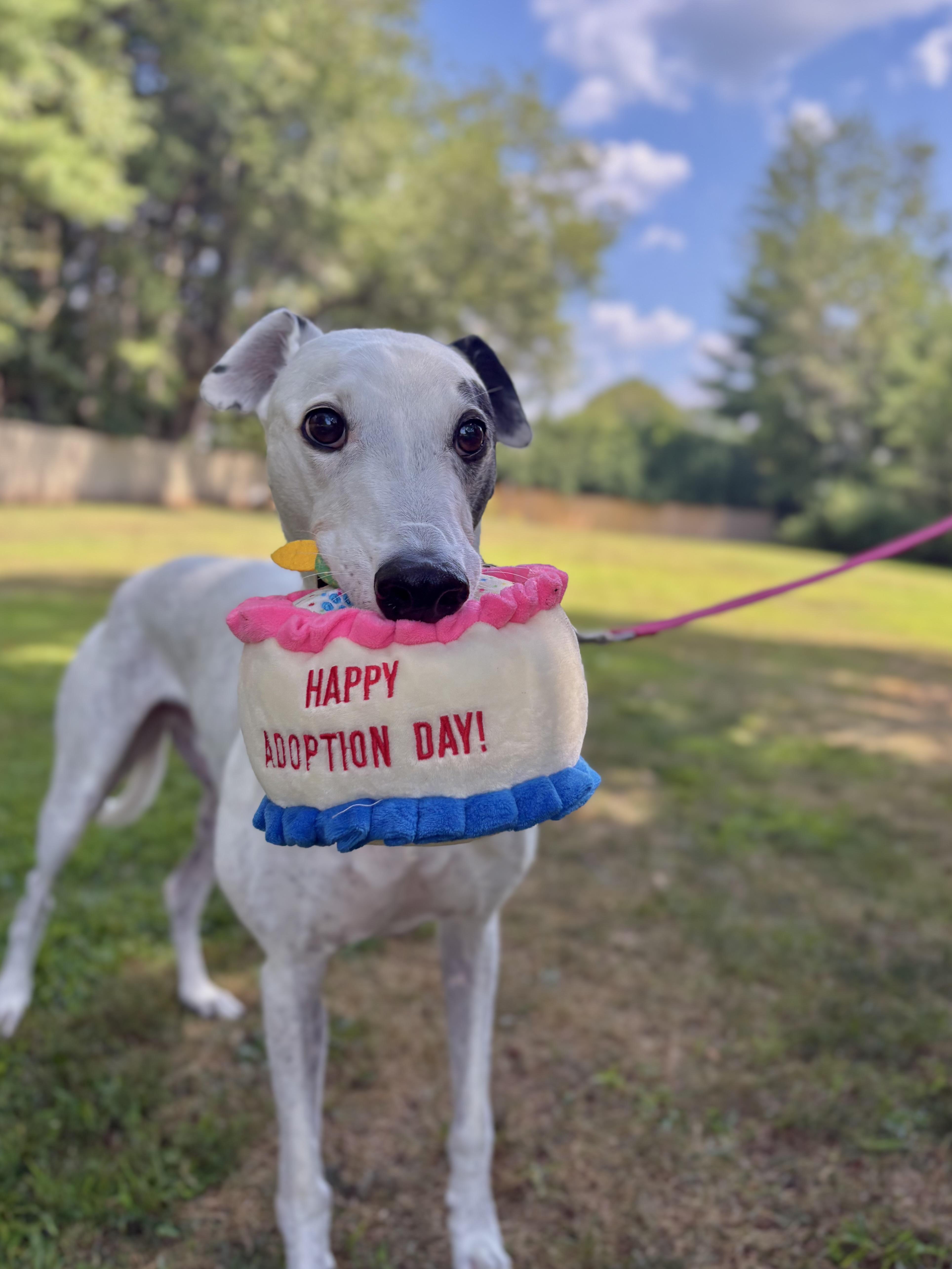 Teddy, a Adoptable Greyhound in Swanzey, NH image 2/5