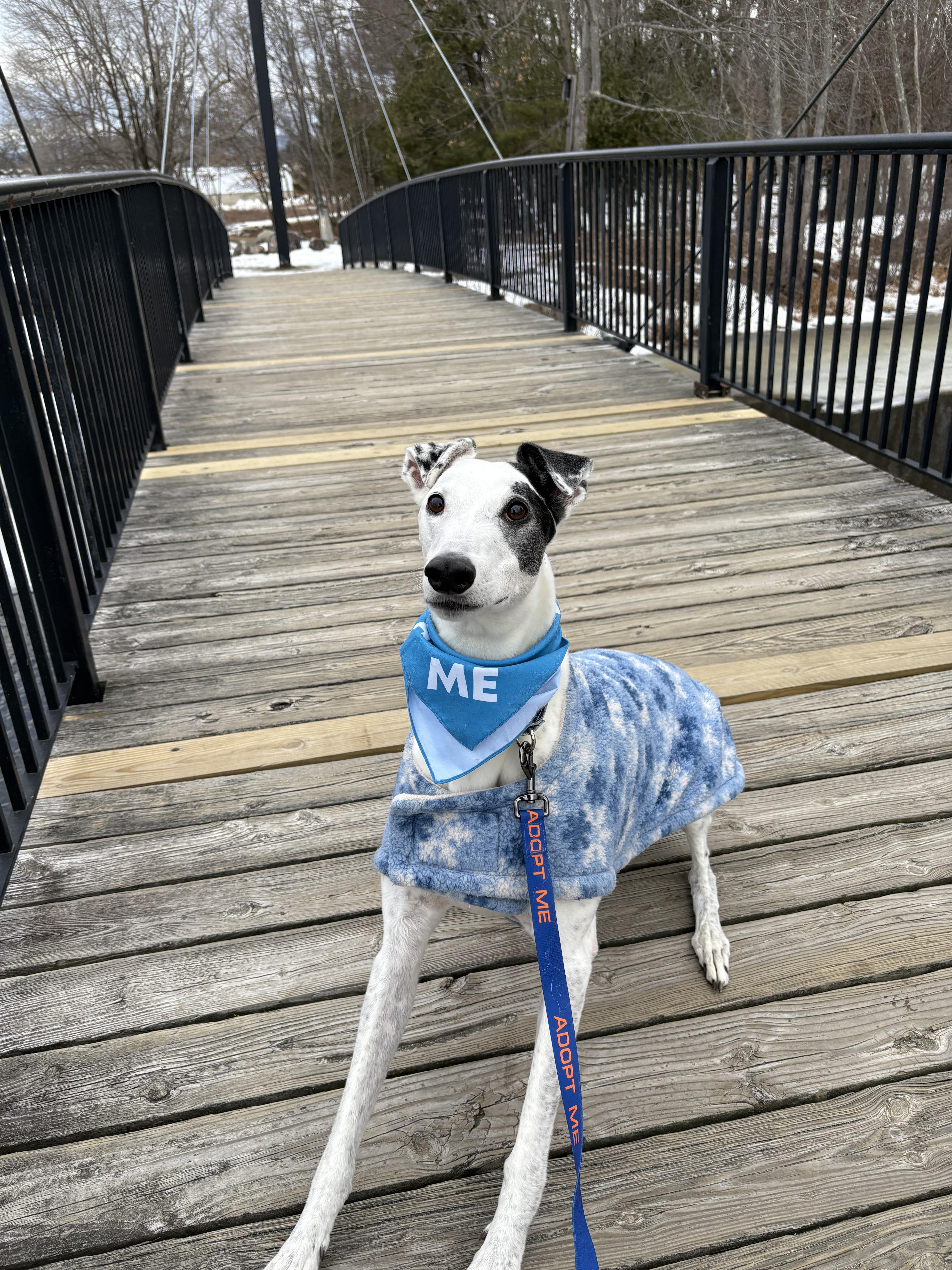 Teddy, a Adoptable Greyhound in Swanzey, NH image 3/5