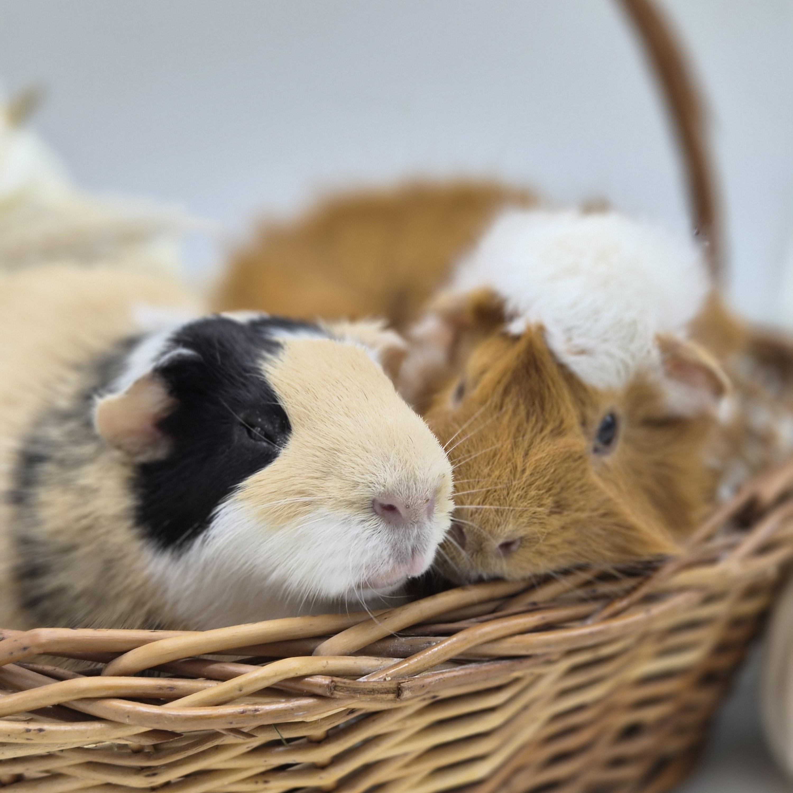 Leo & Yuki, Adoptable, Senior Male Guinea Pig.