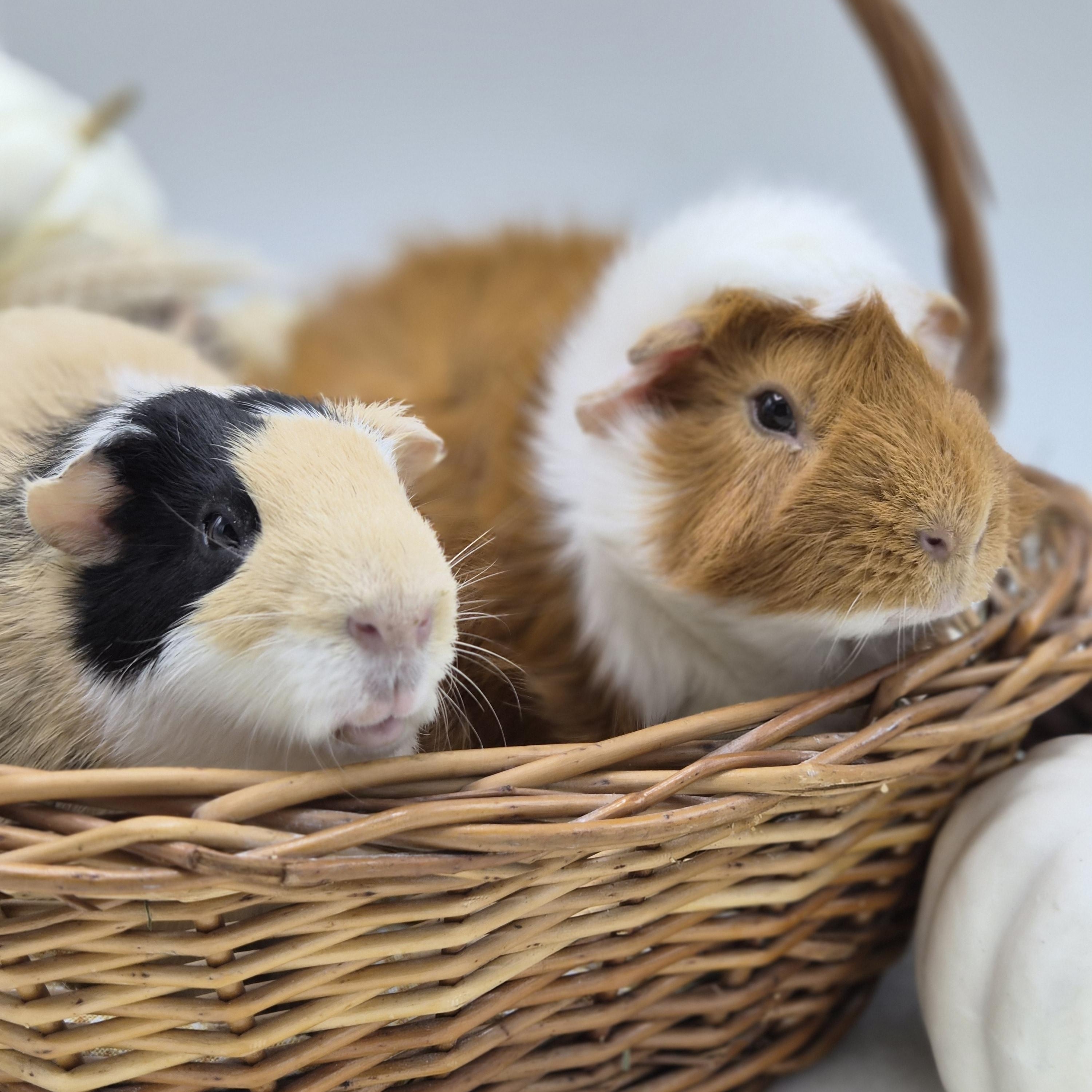 Enlarge Leo & Yuki, a Adoptable Guinea Pig in Angleton, TX image 2/2
