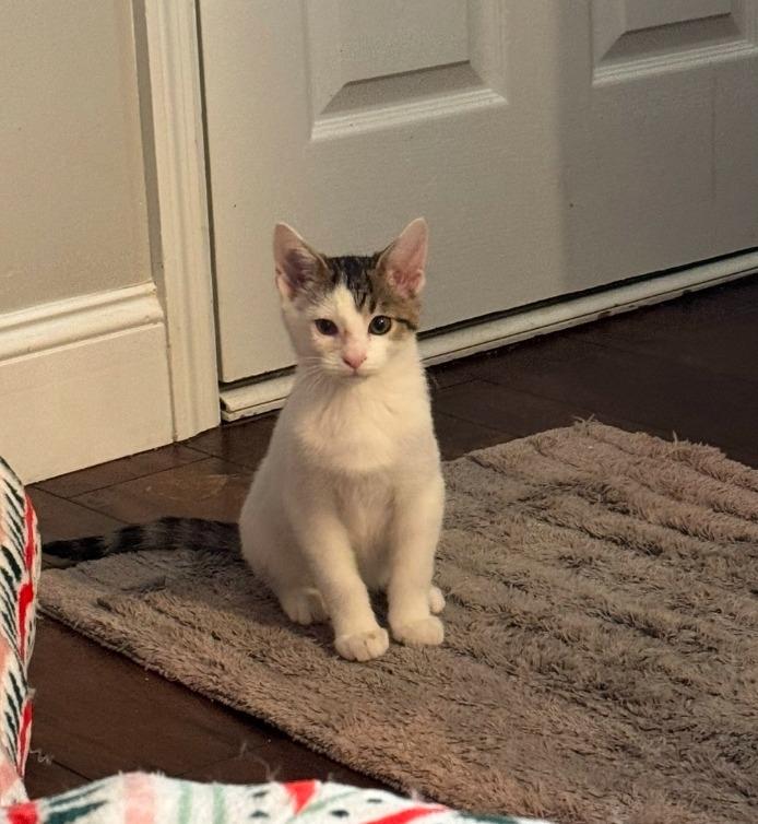 Chance, Adoptable, Kitten Male Domestic Short Hair.