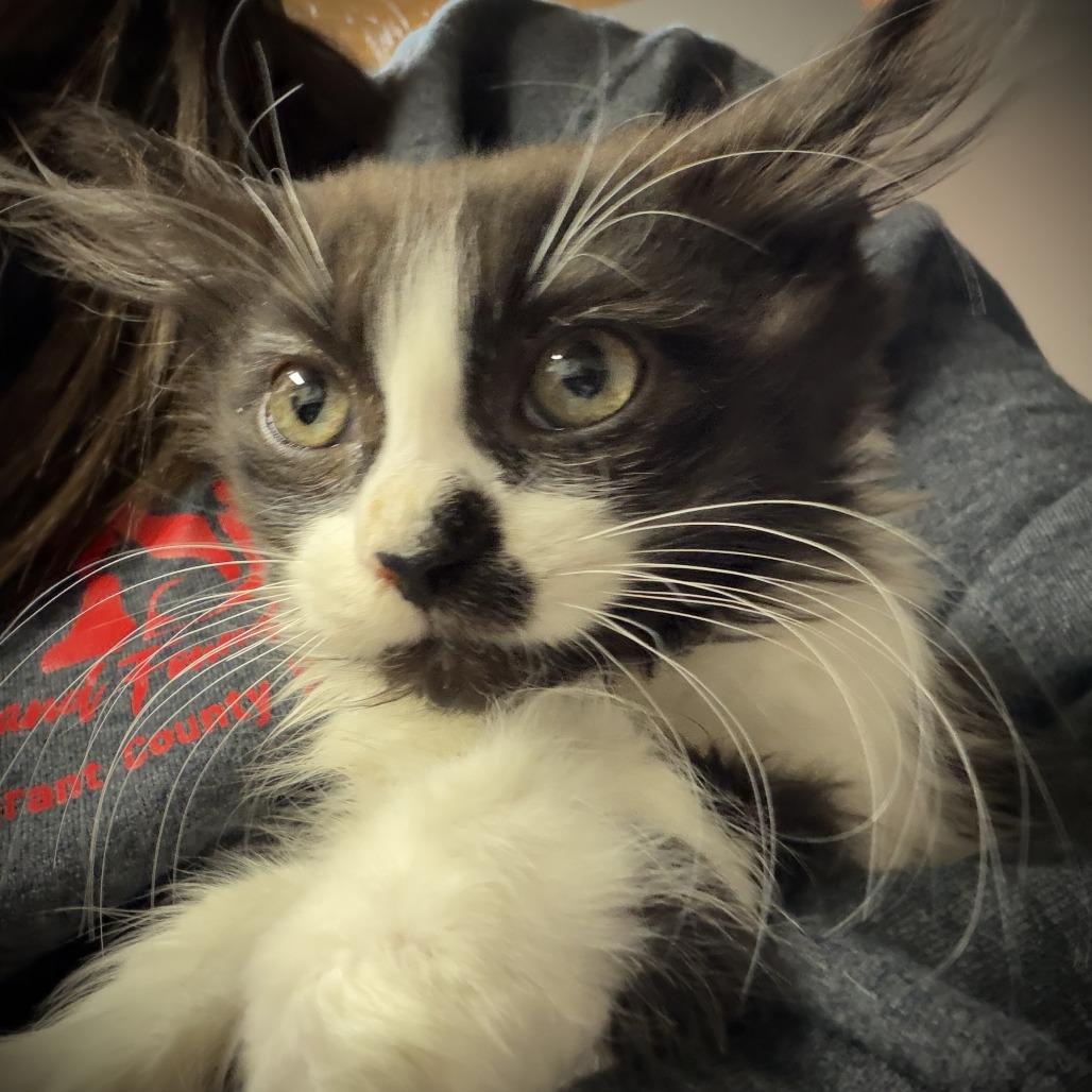 Oreo, Adoptable, Kitten Female Domestic Medium Hair.