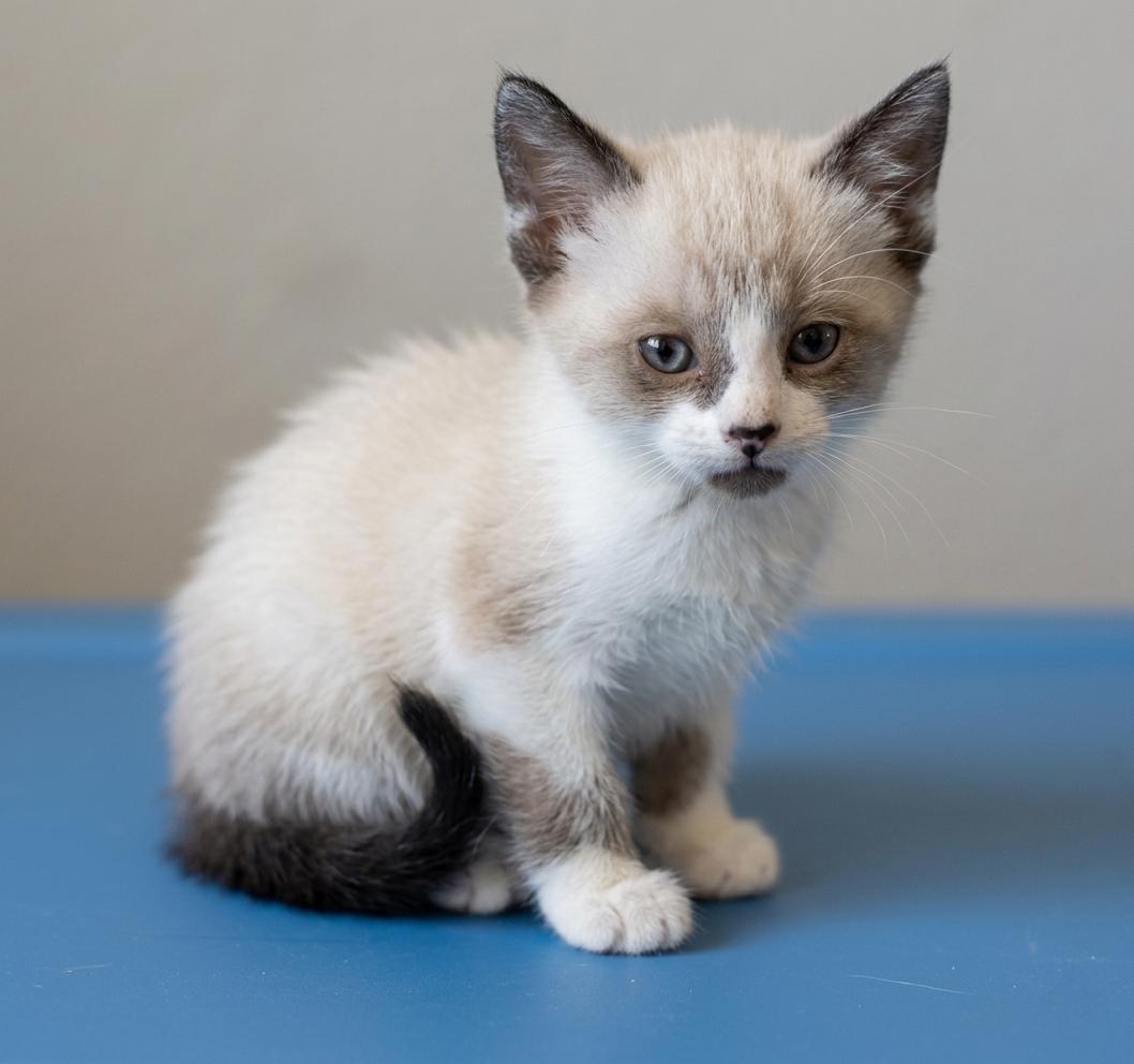 Enlarge Toasty, a Adoptable mixed breed in Campbell, CA image 1/1