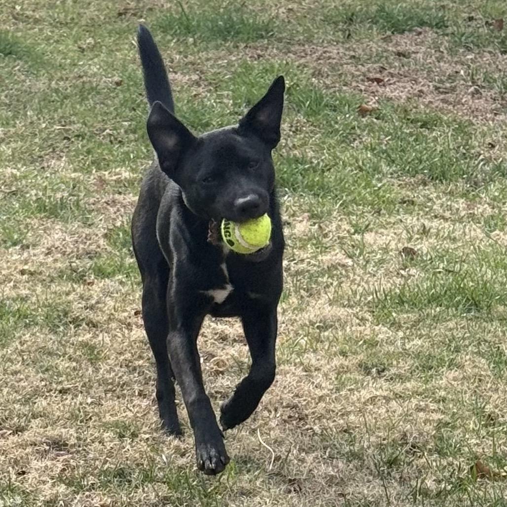 Missy, Adoptable, Young Female Mixed Breed.