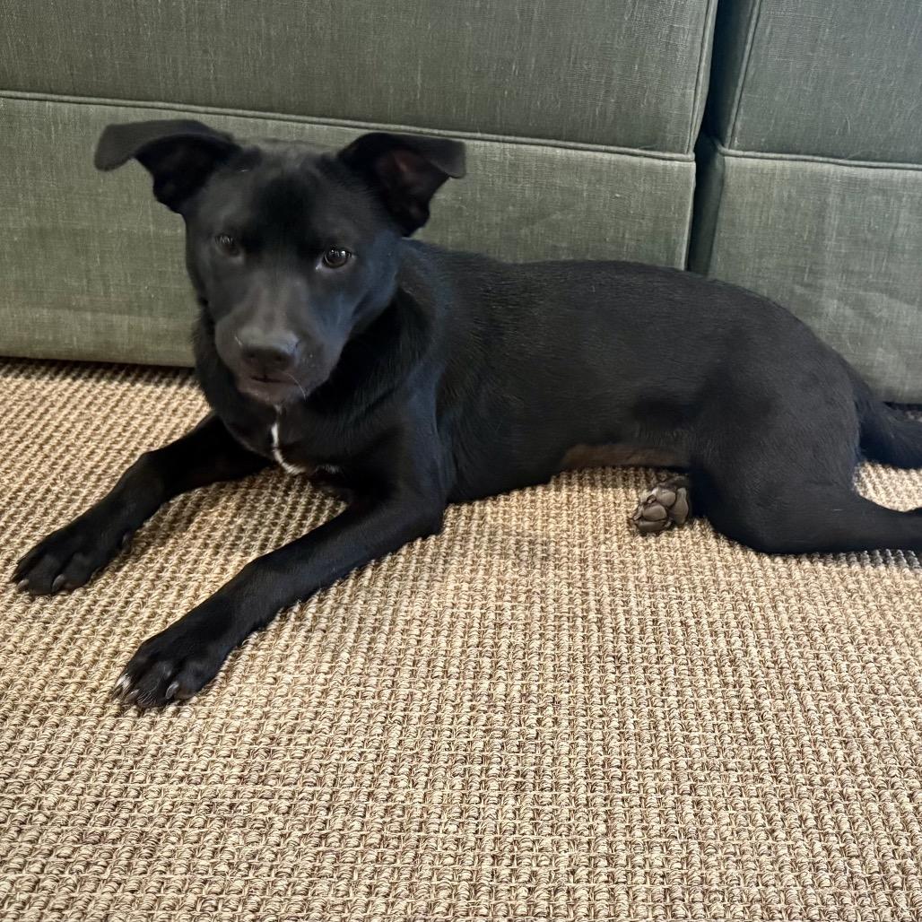 Missy, a Adoptable Mixed Breed in Brownsboro, AL image 2/3