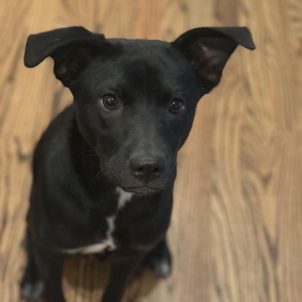 Missy, a Adoptable Mixed Breed in Brownsboro, AL image 3/3