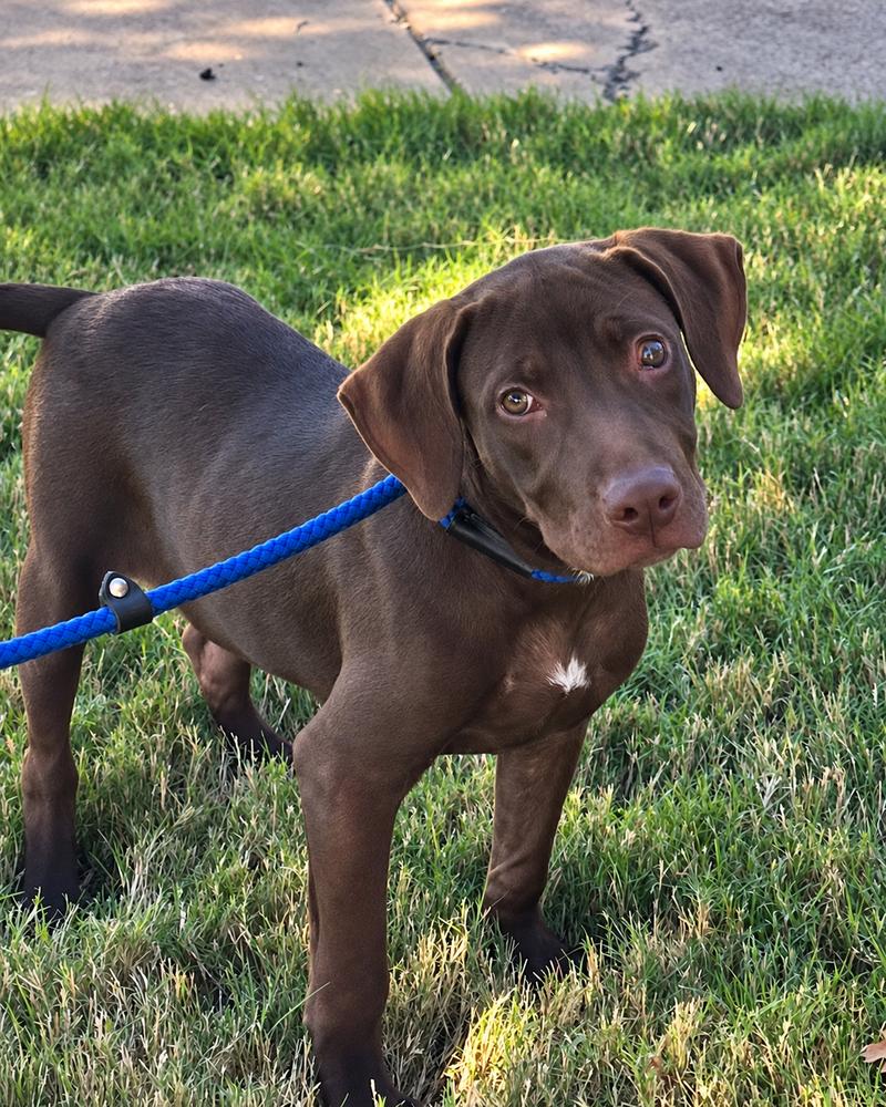 Enlarge Hershey - Batesville, a Adoptable mixed breed in Lancaster, PA image 1/6